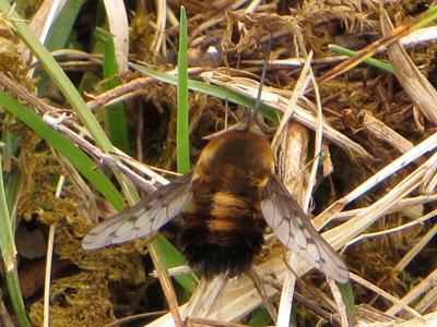 Dotted Bee-fly